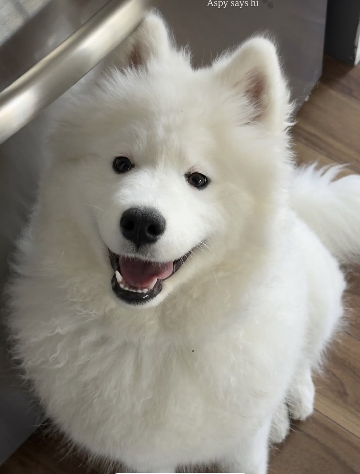 Aspen, Marie and Matthew’s Samoyed puppy